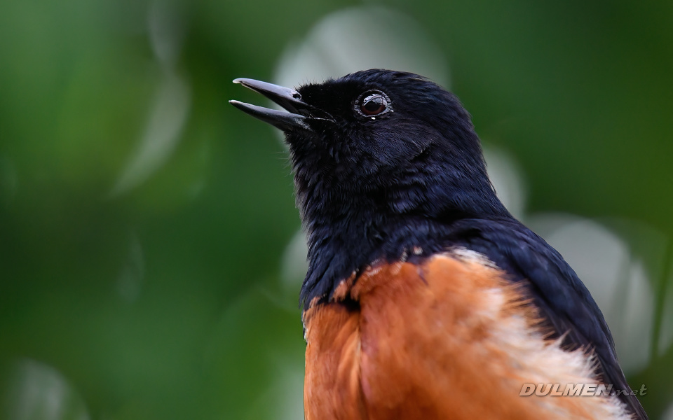 White-Rumped Shama (Copsychus malabaricus)